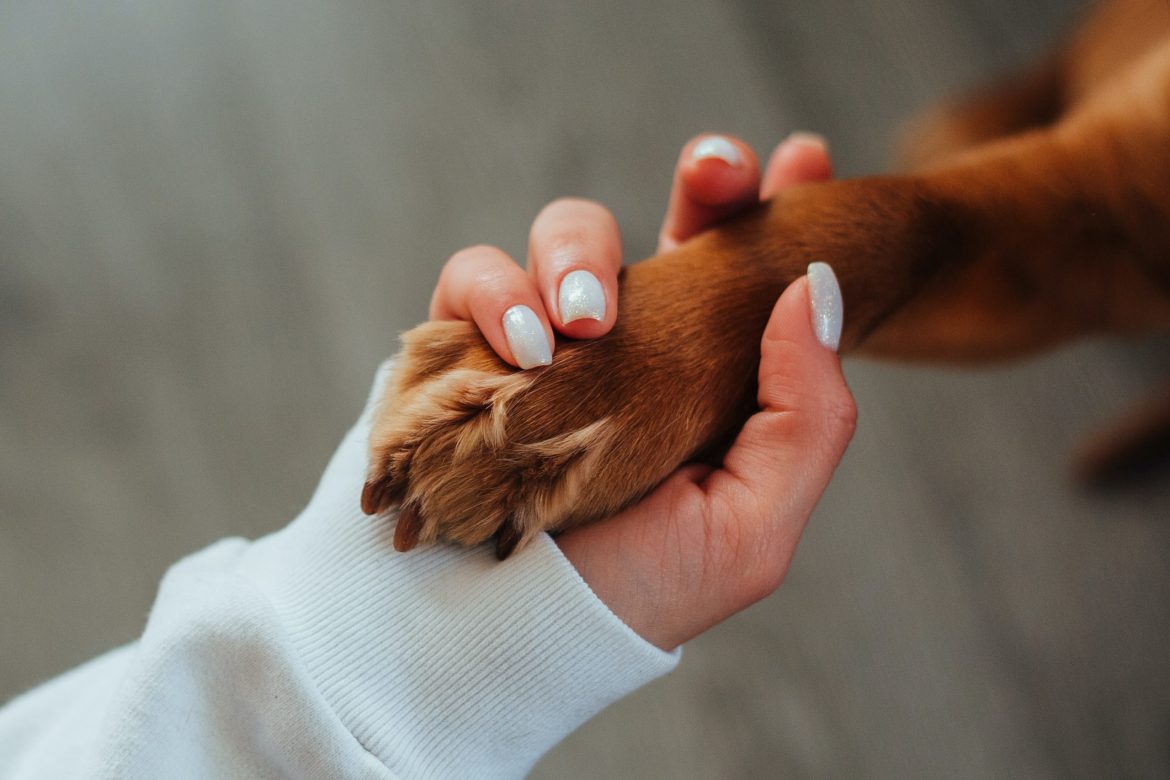 pet friendly Saiba quais são os lugares pet friendly em Balneário Camboriú